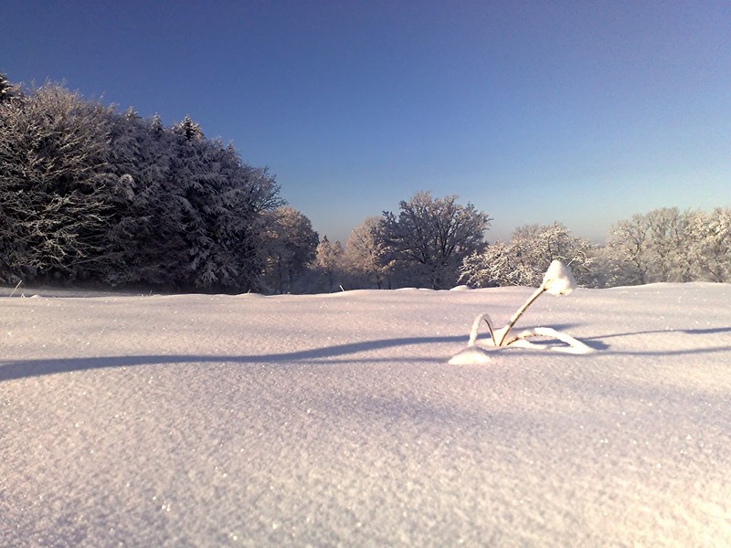 Plateau de Champdray, Vosges