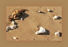 Plateau de fruits de mer...