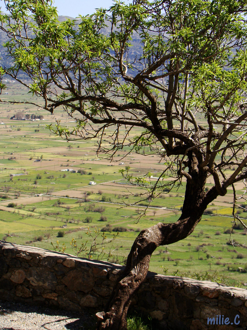 Plateau de Lassithi