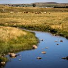 Plateau de l'Aubrac