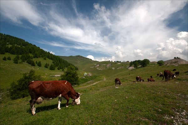 Plateau de l'Authion