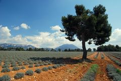 Plateau de Riez