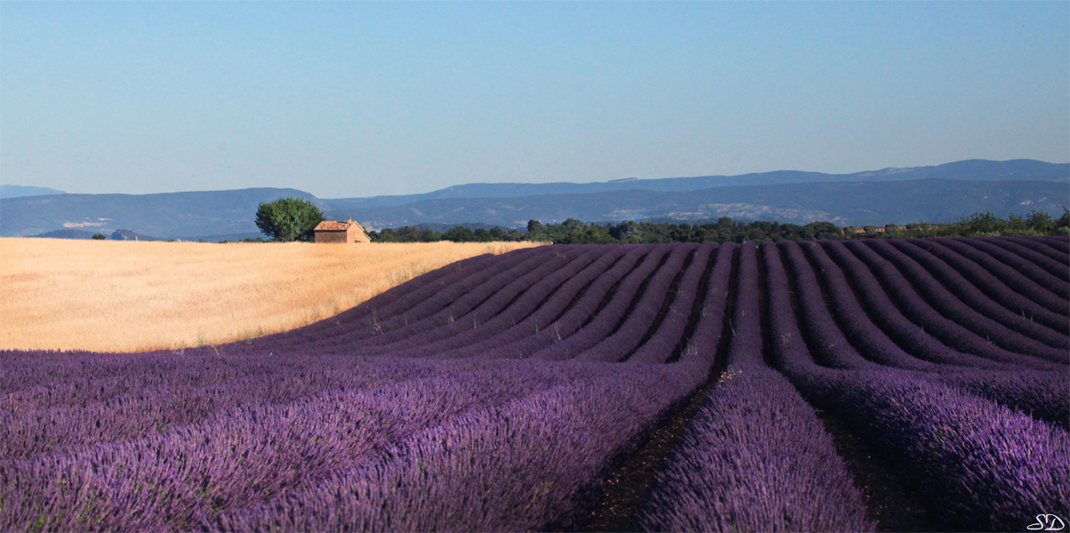 Plateau de Valensole .