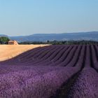 Plateau de Valensole .