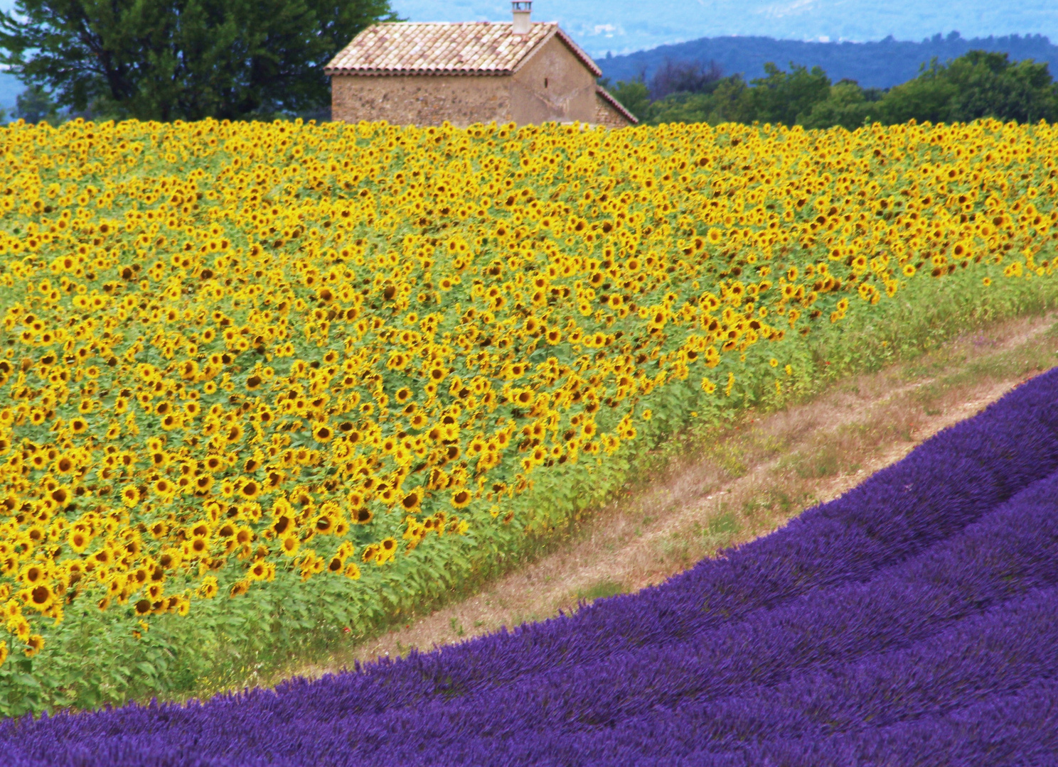 Plateau de Valensole