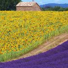 Plateau de Valensole