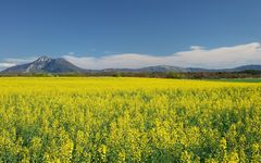 Plateau de Valensole