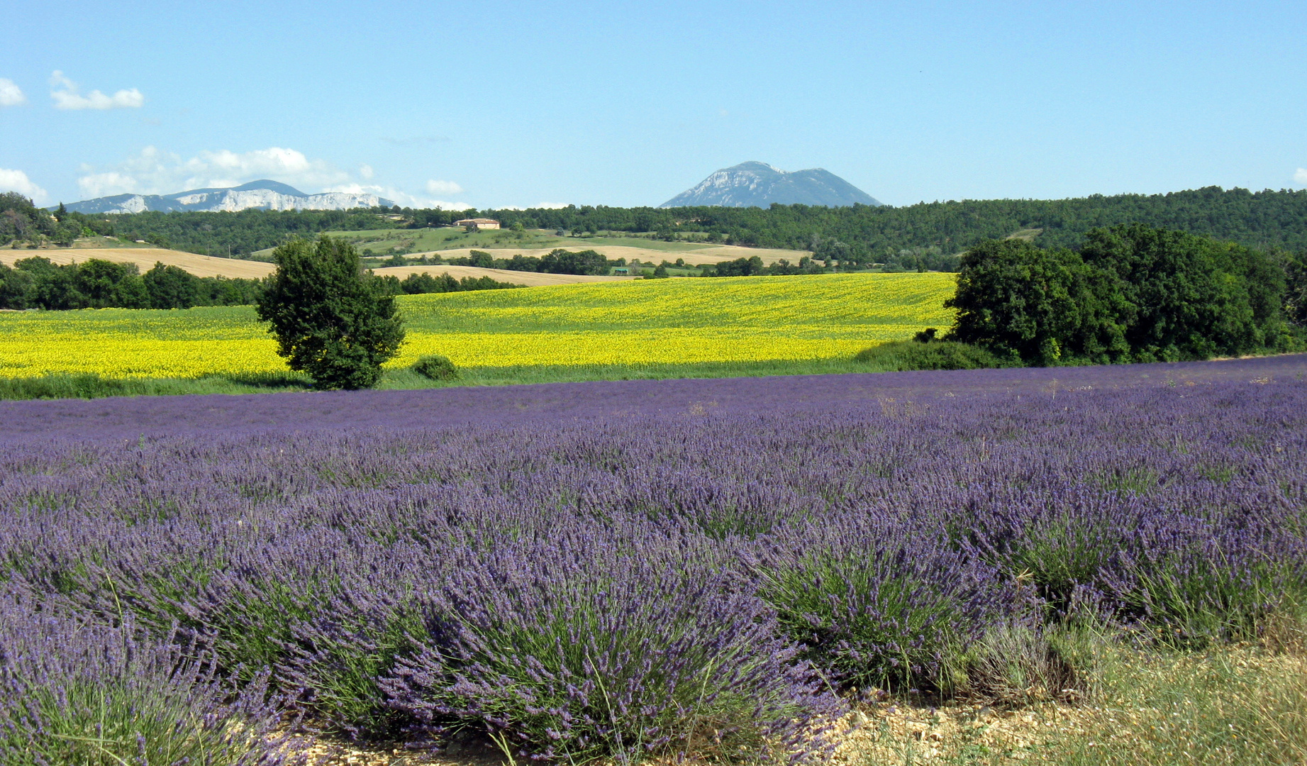 Plateau de Valensole