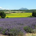 Plateau de Valensole