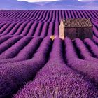 "Plateau de Valensole"