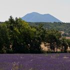 Plateau de Valensole