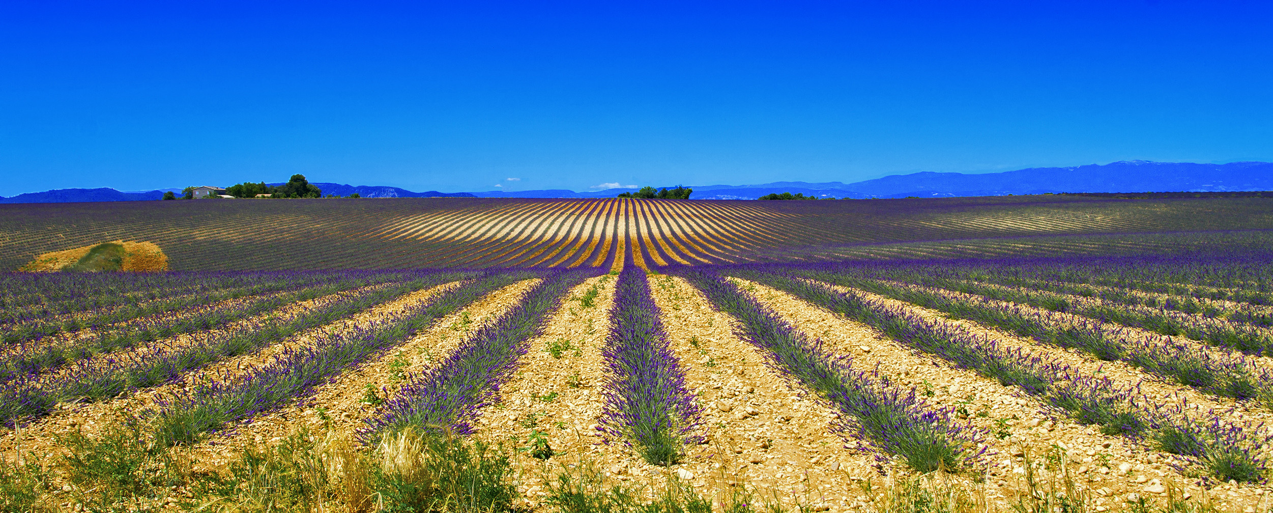 Plateau de Valensole