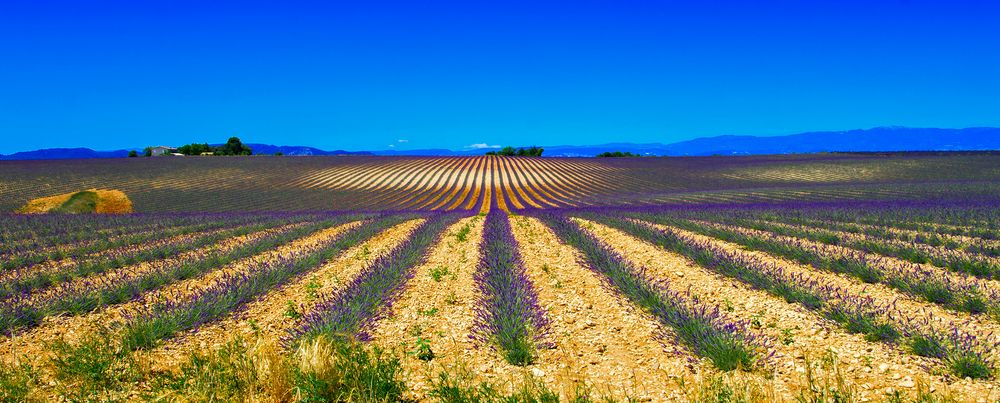 Plateau de Valensole