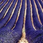 Plateau de Valensole