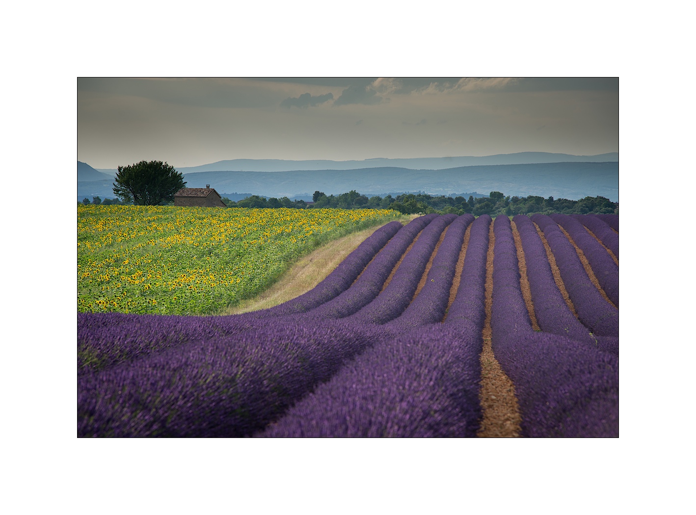 Plateau de Valensole