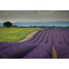 Plateau de Valensole