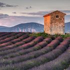 Plateau de Valensole