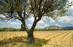 Plateau de Valensole