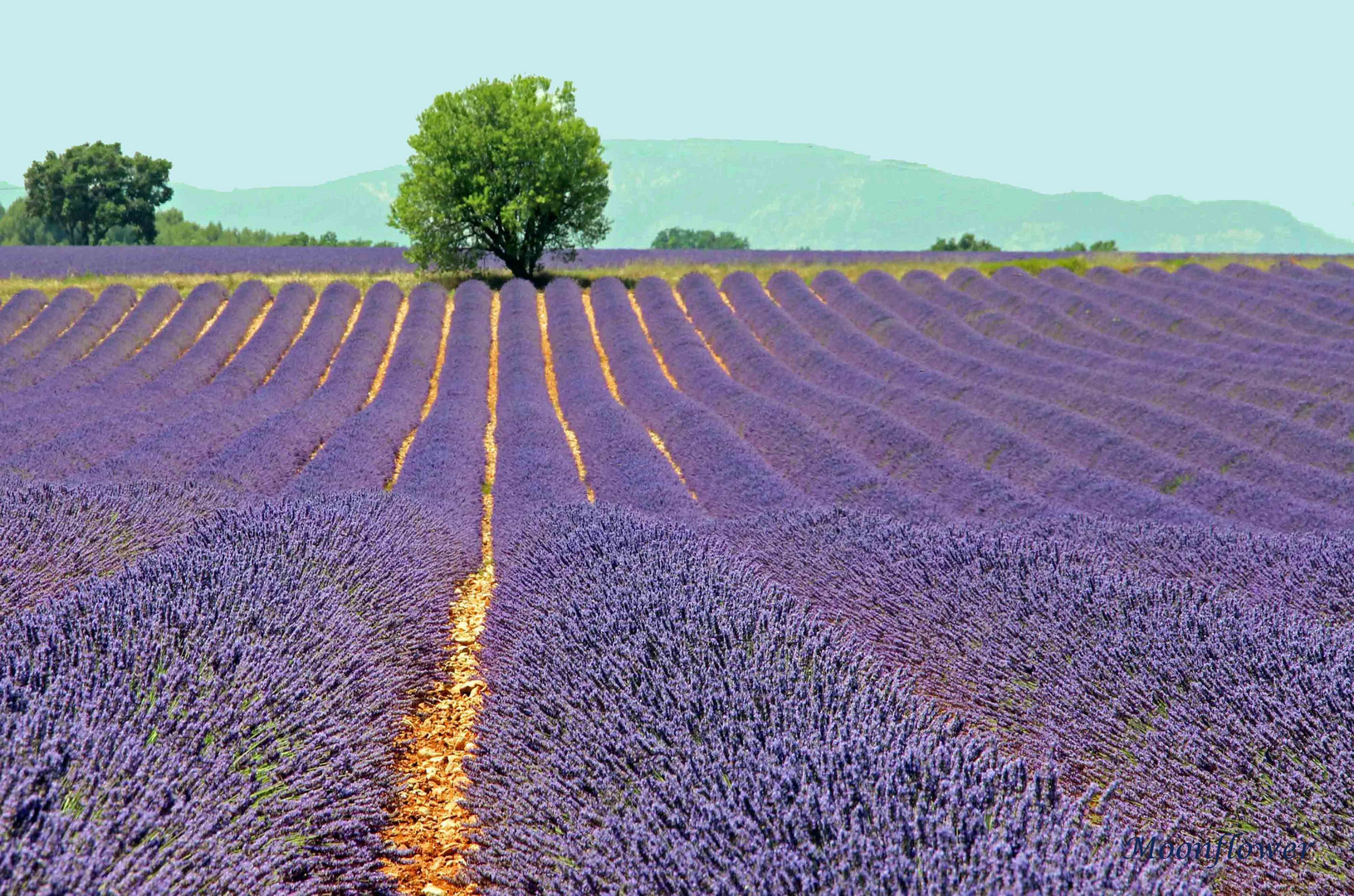 Plateau de Valensole