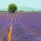 Plateau de Valensole