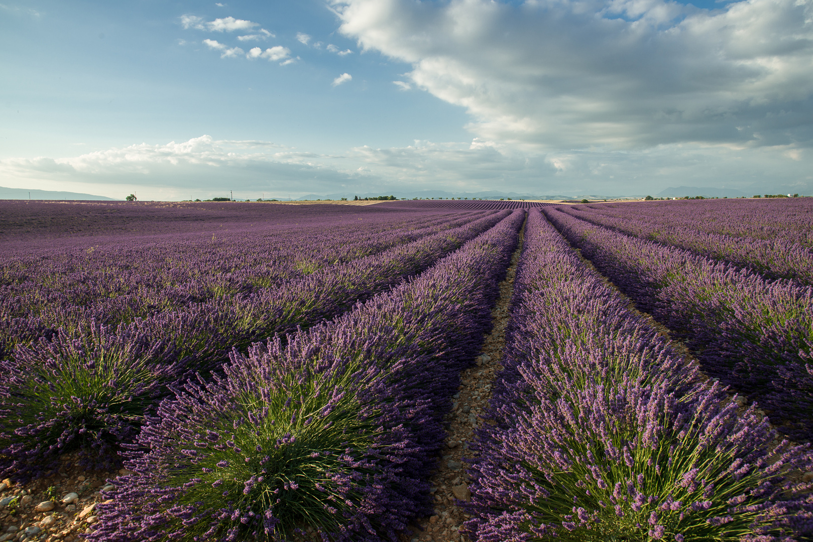 Plateau de Valensole - Lavendelfelder