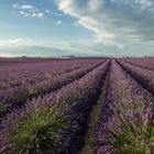 Plateau de Valensole - Lavendelfelder