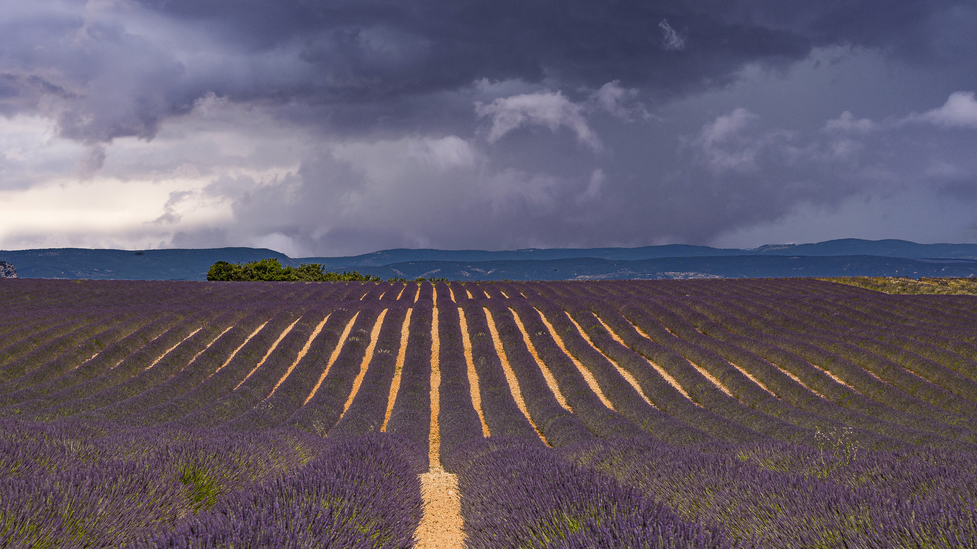 PLATEAU DE VALENSOLE - PROVENCE