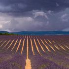 PLATEAU DE VALENSOLE - PROVENCE