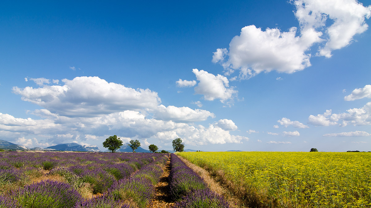 Plateau di Valensole