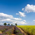 Plateau di Valensole