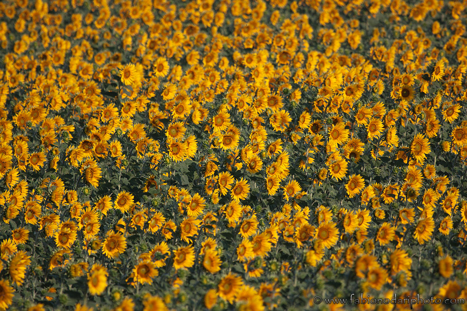 Plateau du Valensole