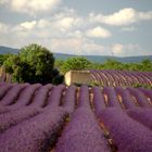 Plateau Valensole Provence