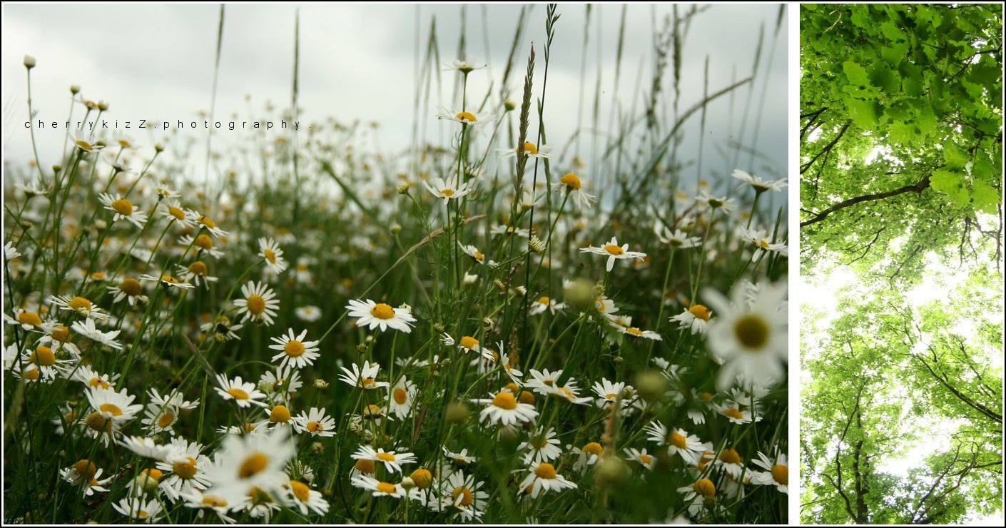 platebande de fleurs.