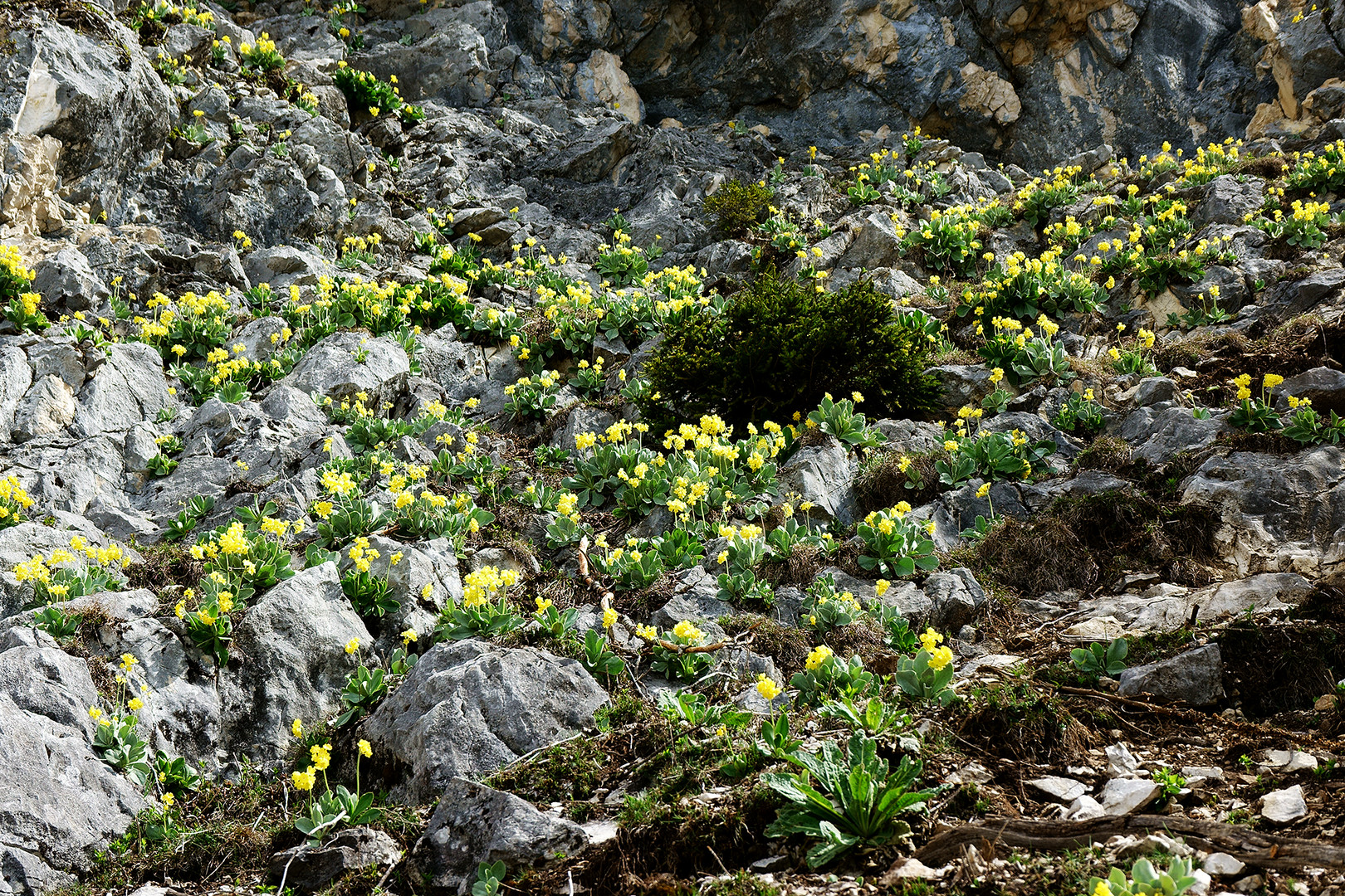 Platenigl Blüte