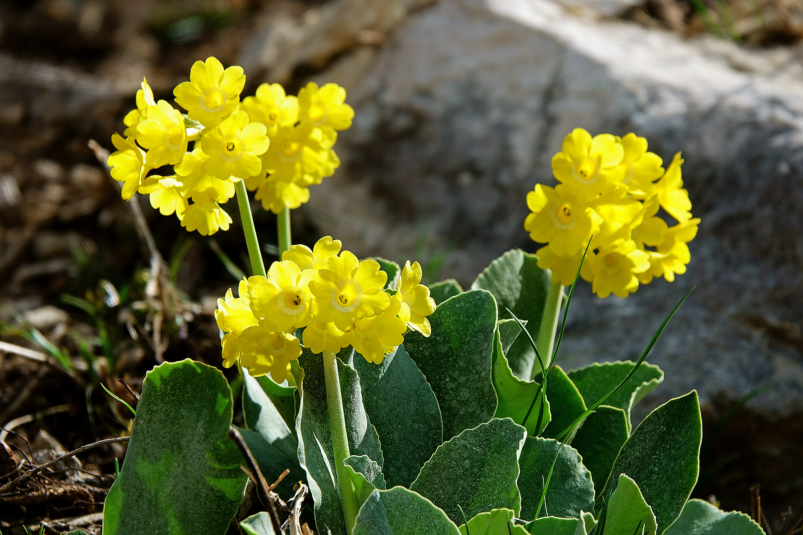 Platenigl Blüte