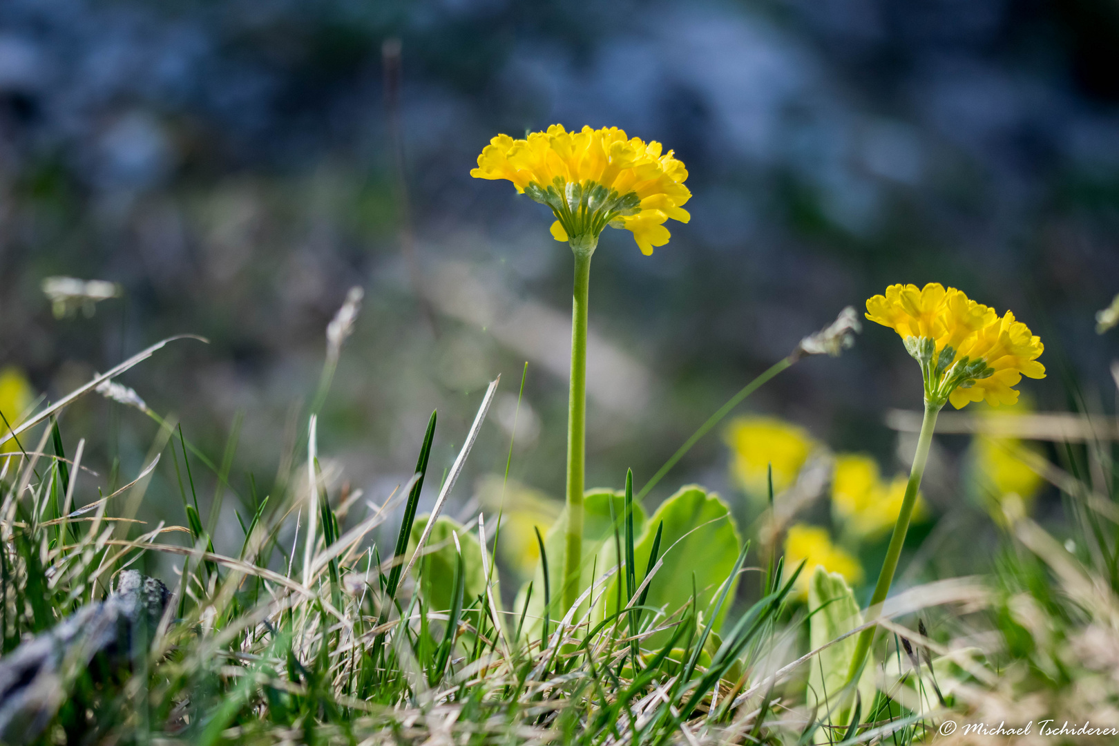 " PLATENIGL" (Primula auricula) 