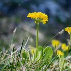 " PLATENIGL" (Primula auricula) 