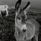 PLATERO