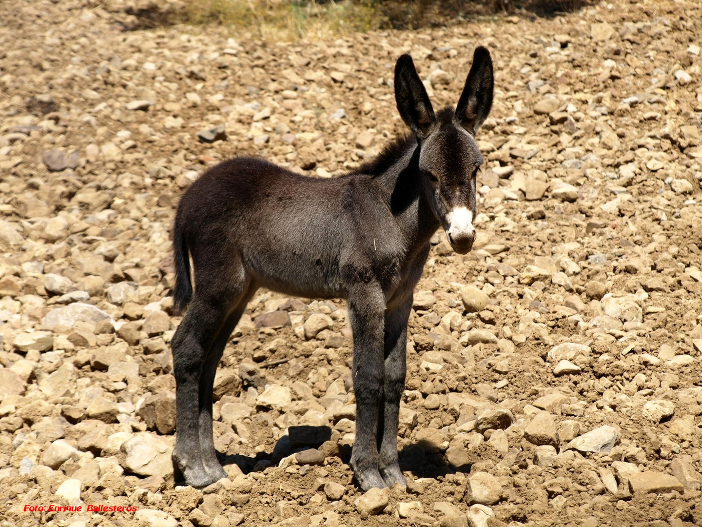 Platero