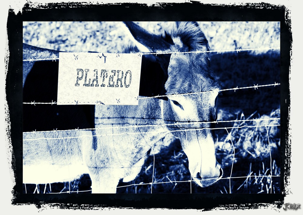 PLATERO