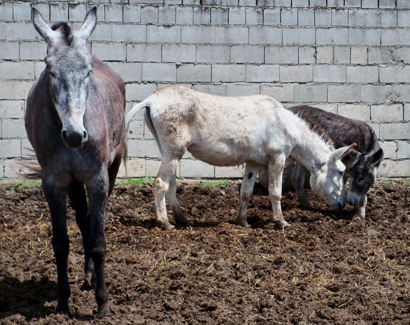 Platero, su mamá y su papá.