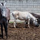 Platero, su mamá y su papá.