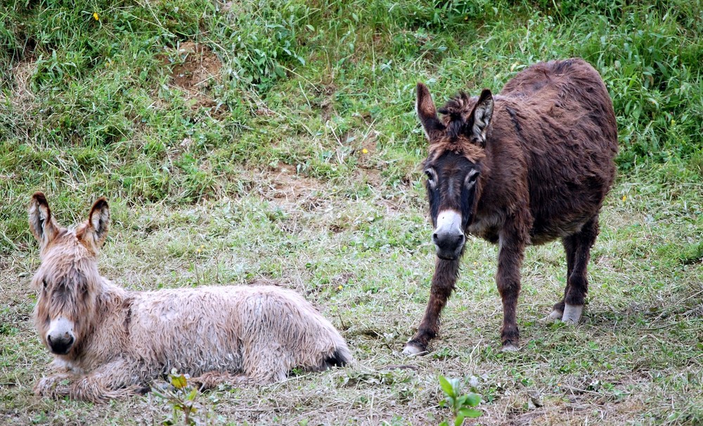 PLATERO Y SU HERMANO