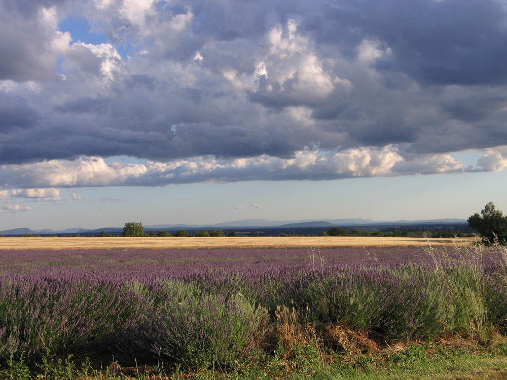 Plateua de Valensole