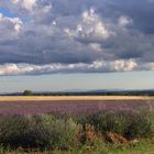 Plateua de Valensole