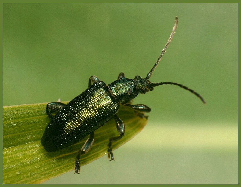 Plateumaris sp.