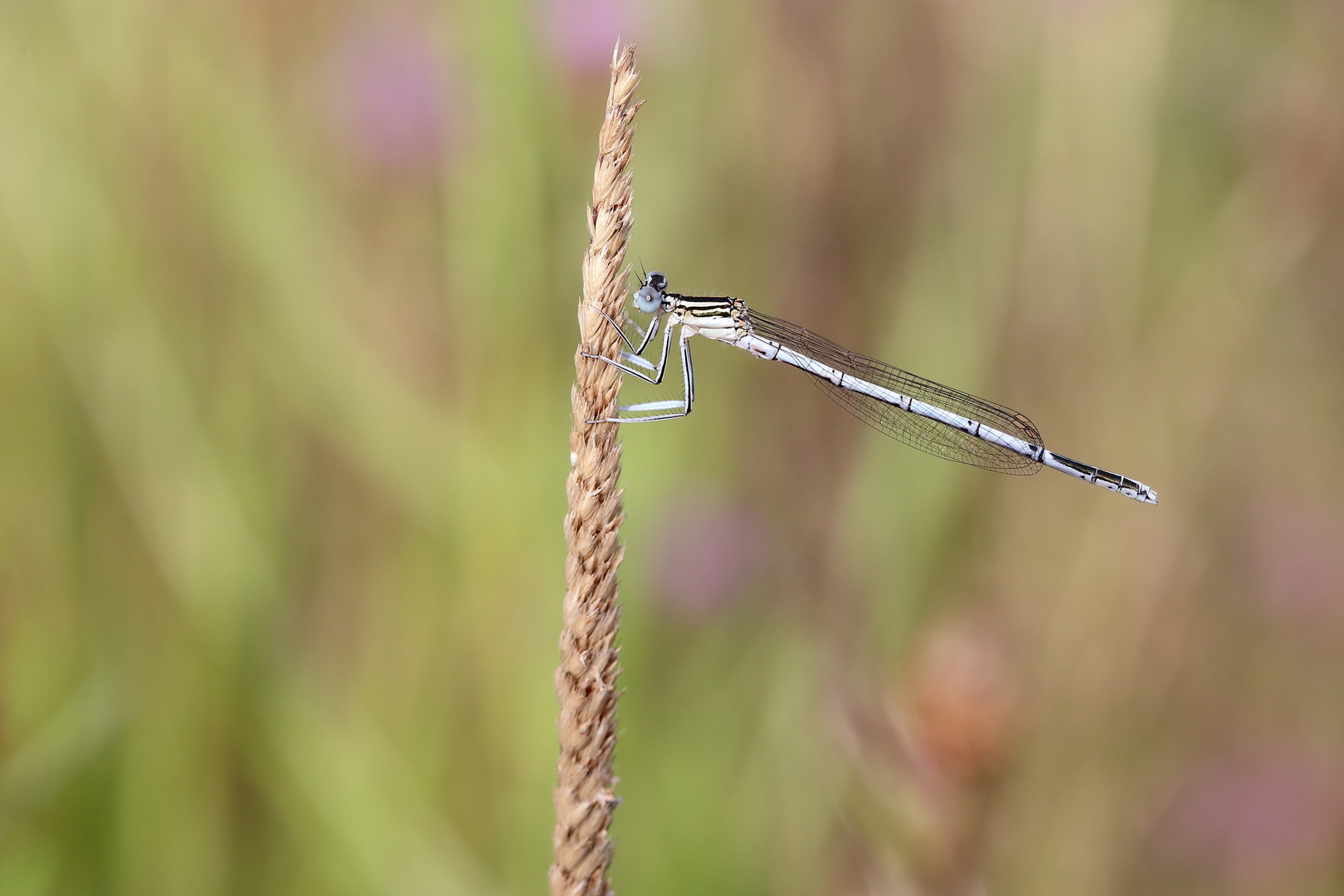 Platicnemis pennipes 