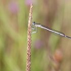 Platicnemis pennipes 