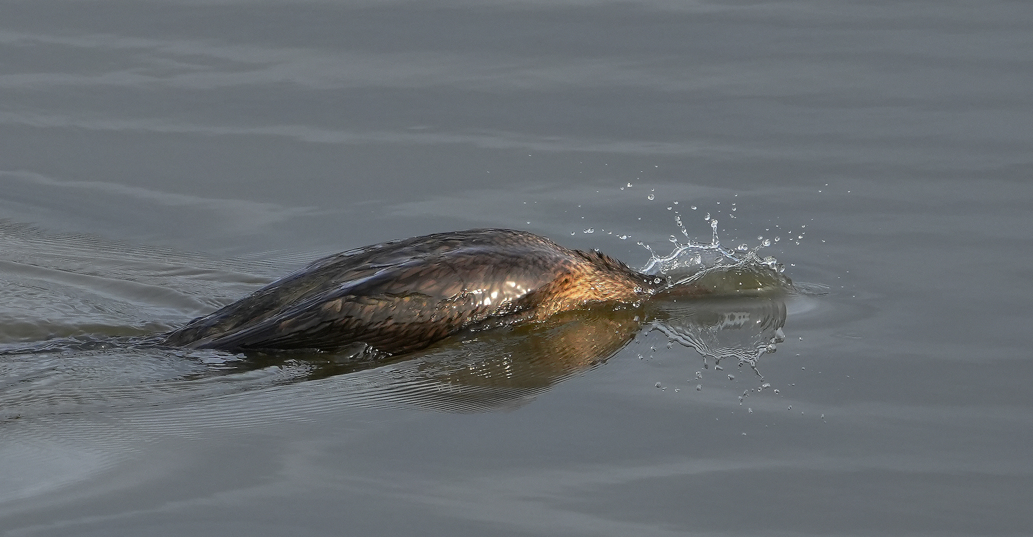 Platsch, ein Kormoran geht auf Tauchstation