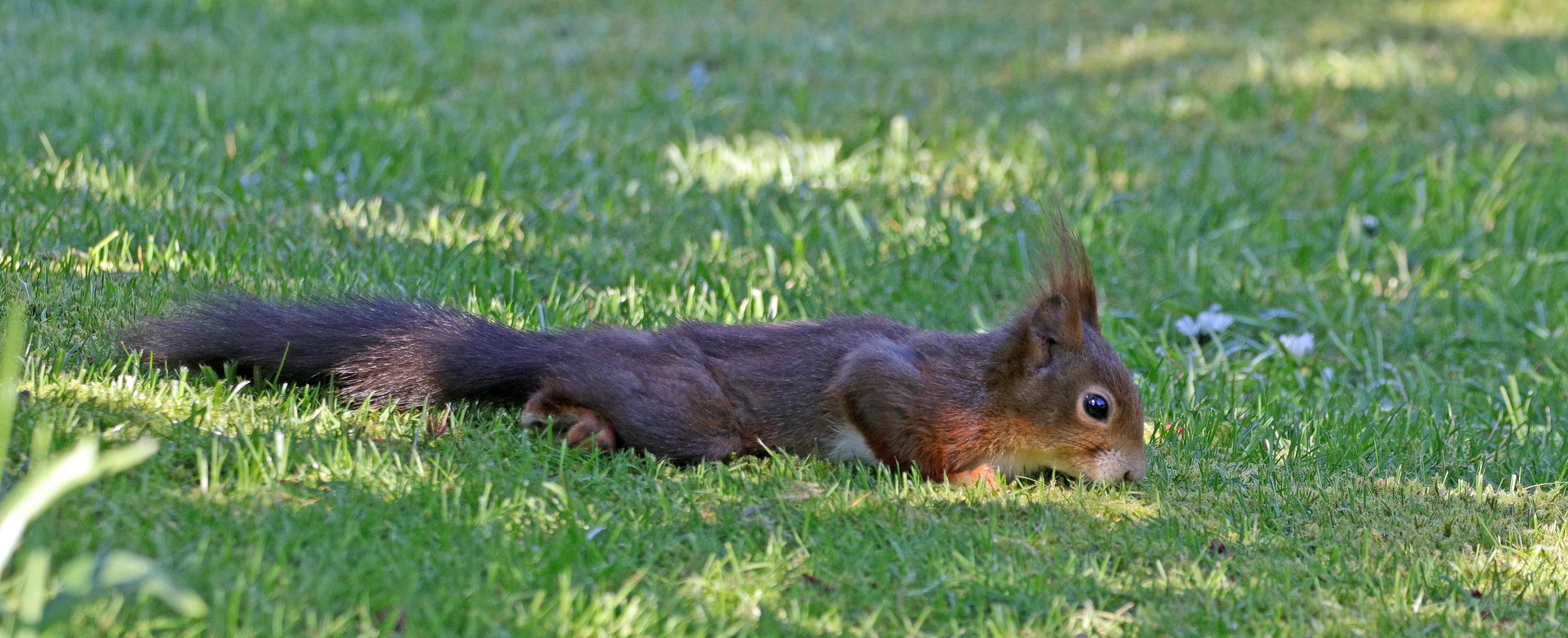 Platt-Hörnchen